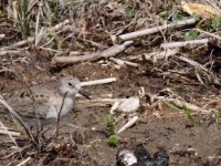 2016-05-22 15h16m54 - Temmincks Strandloper -  Kemeri - Cor Martijn